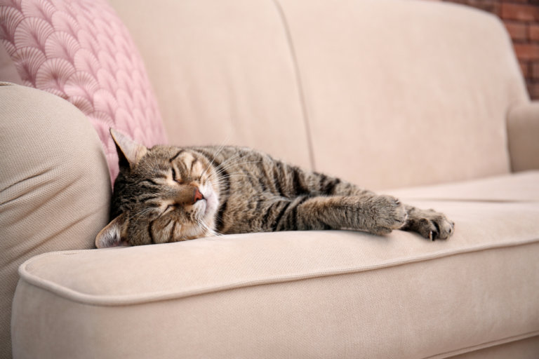 貓抓皮沙發適合養貓家庭